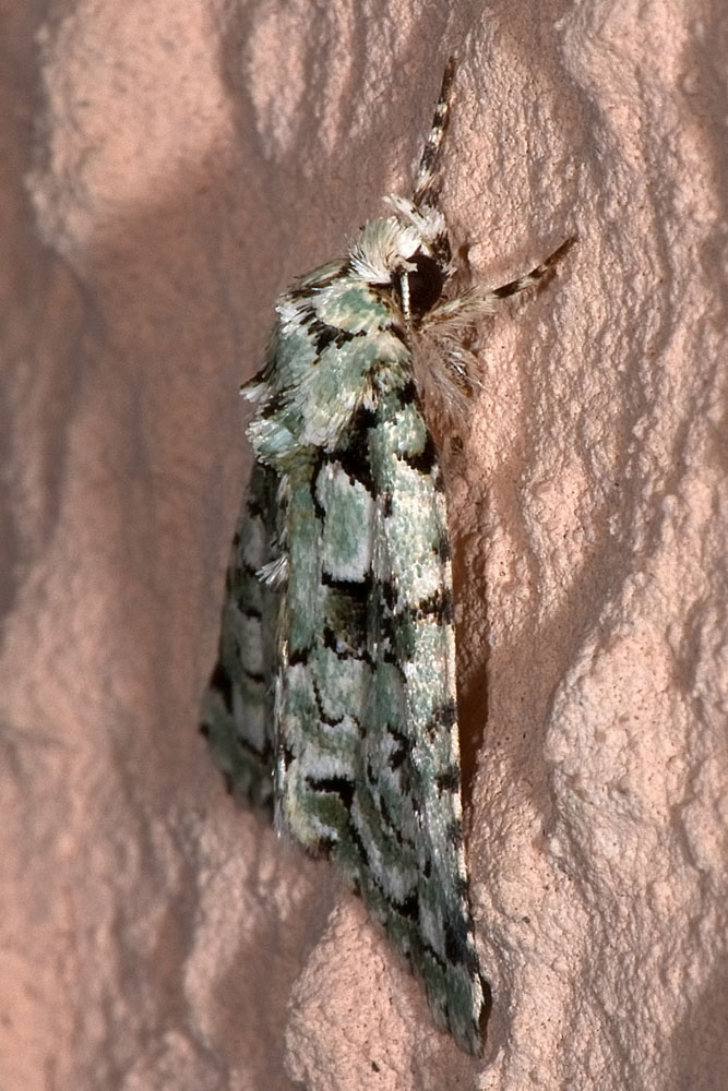 Griposia aprilina? No, Nyctobrya (Bryopsis) muralis